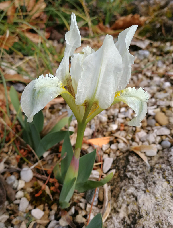 Iris pumila