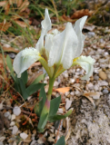 Iris pumila