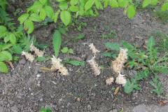 Weiße Lathreaea squamaria