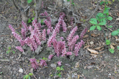 Dunkle Lathreaea squamaria