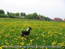 Tomy auf  der Nachbarwiese mit Löwenzahn ( Eifelgold)