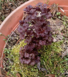 Rot 3