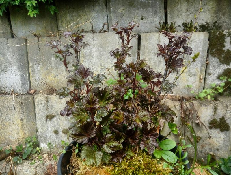 Rot 1