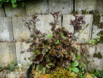 Rot 1