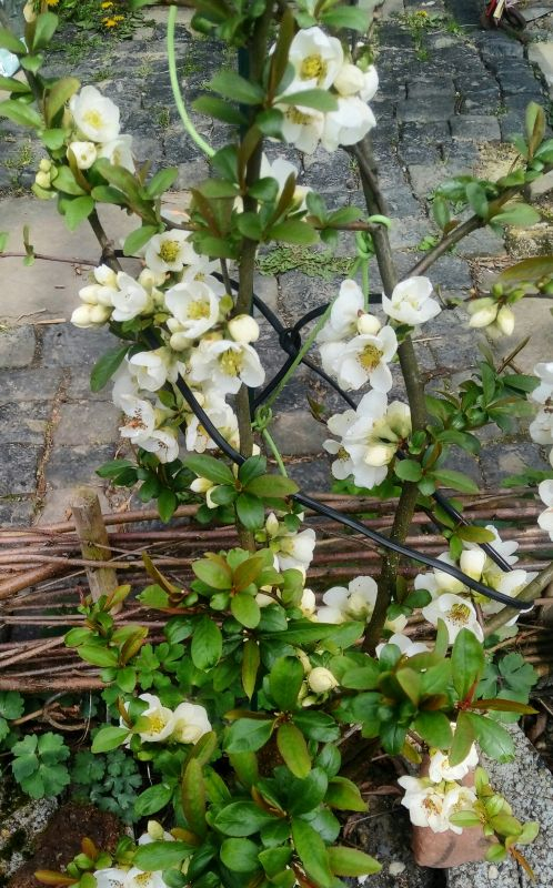 chaenomeles weiß