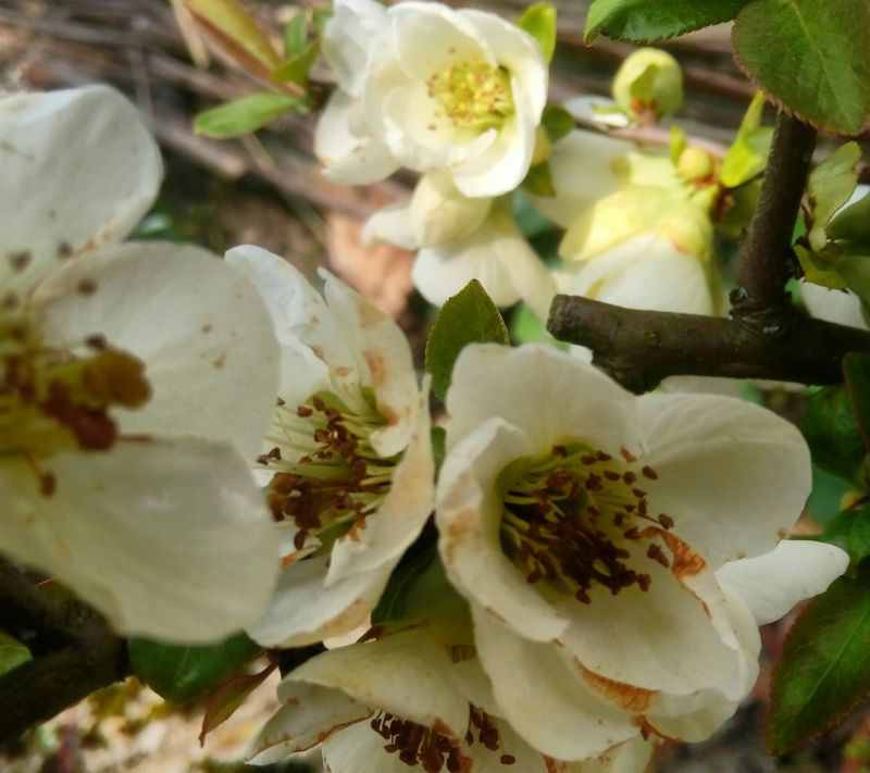 chaenomeles weiß