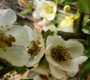 chaenomeles weiß