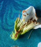chaenomeles weiß
