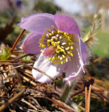 Pulsatilla sugawarai