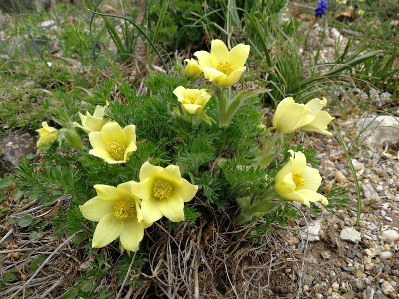 Pulsatilla albana