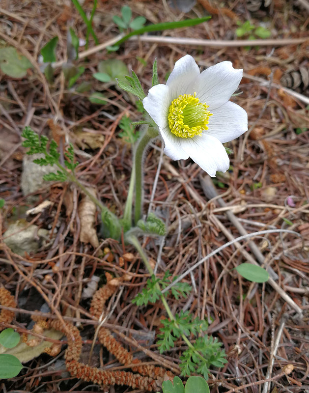 Pulsatilla violacea
