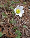 Pulsatilla violacea