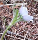 Pulsatilla violacea