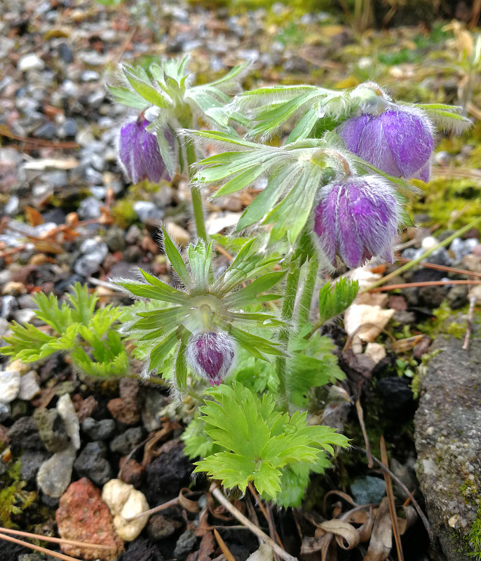 Pulsatilla tatewakii