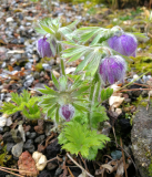 Pulsatilla tatewakii