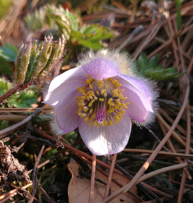 Pulsatilla sugawarai