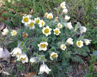 Pulsatilla aff. albana