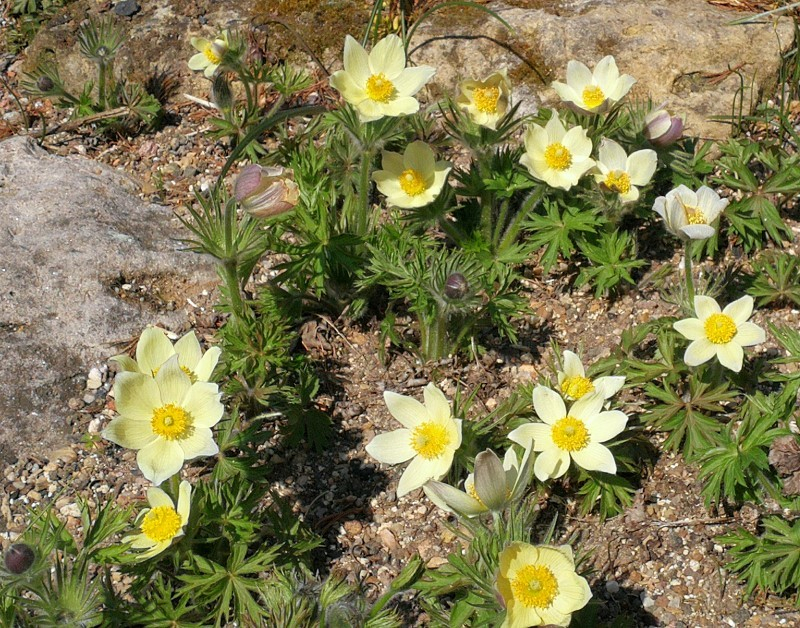 Pulsatilla patens ssp. flavescens