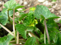 Green Petal