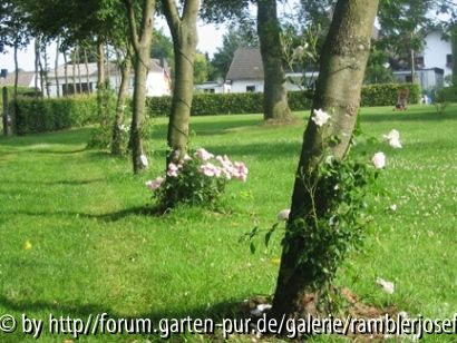 Die Linden bzw. Ramblerallee