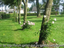 Die Linden bzw. Ramblerallee