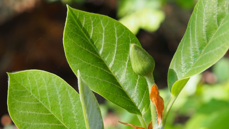 Magnolia sieboldii 'Clossus'
