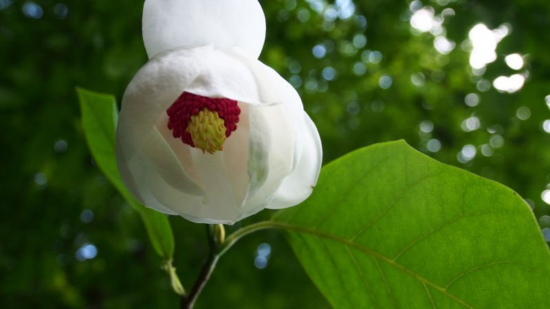 Magnolia sieboldii 'Colossus'