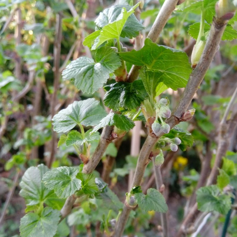Blütenknospen R. nigrum Titania
