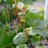 Blütenknospen R. nigrum Vertti
