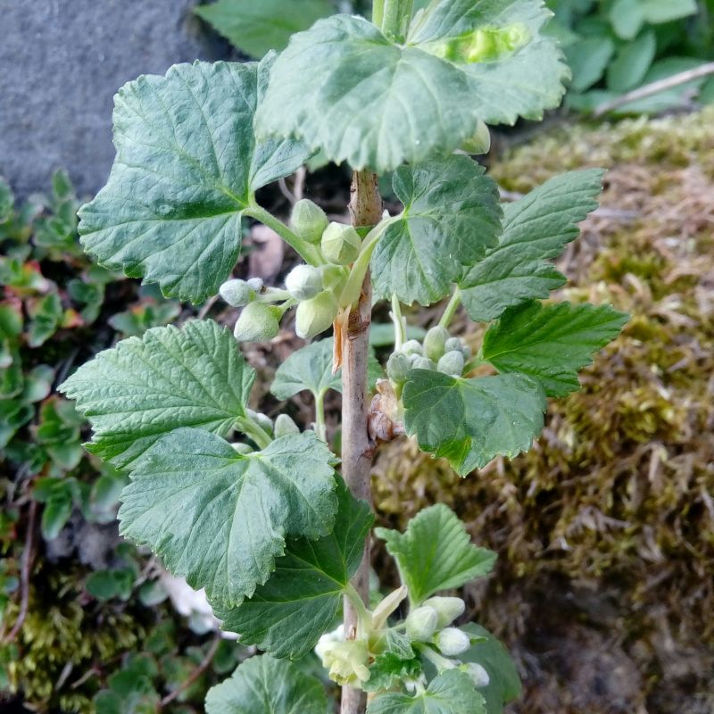 Blütenknospen R. nigrum Ojeblanc