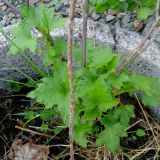 R. nigrum Urtica2