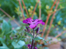 Lunaria annua Chedglow