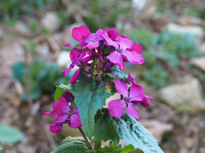 Lunaria annua Chedglow