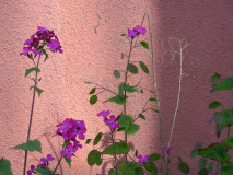 Lunaria annua am Pfarrhaus