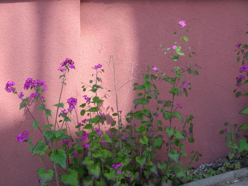 Lunaria annua am Pfarrhaus