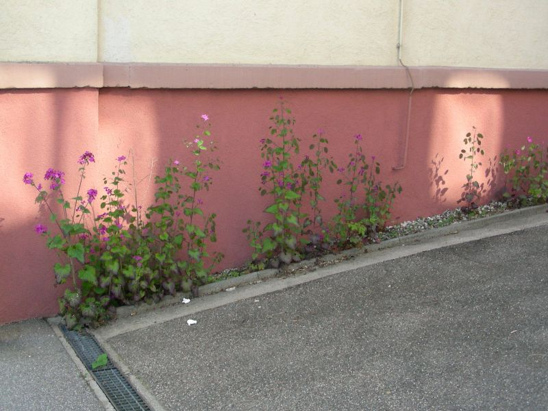 Lunaria annua am Pfarrhaus
