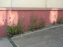 Lunaria annua am Pfarrhaus