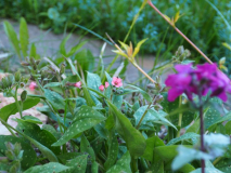 Pulmonaria 'Pink Dawn'