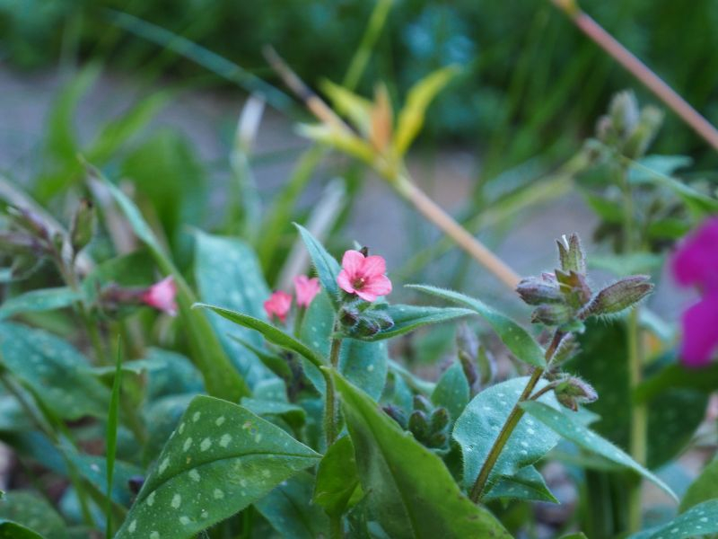 Pulmonaria 'Pink Dawn'