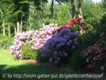 Der Rhododendronwall mit Azaleen