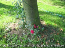 Ein Ramblersteckling.