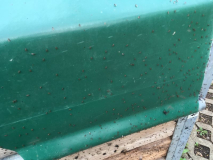 Fliegen Treffenauf der Blache -->
