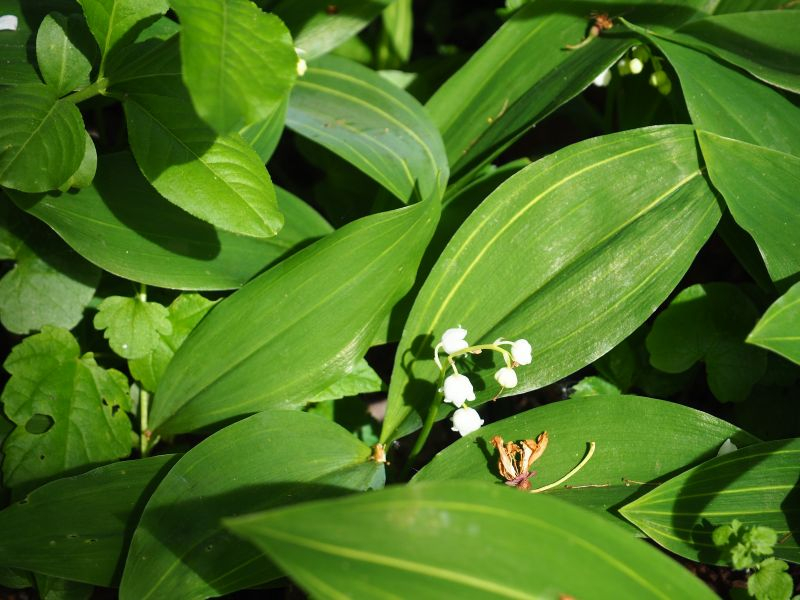 Albostriata 