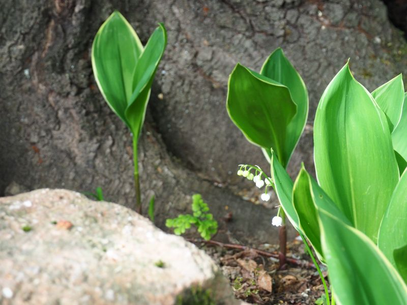 Silberconfolis