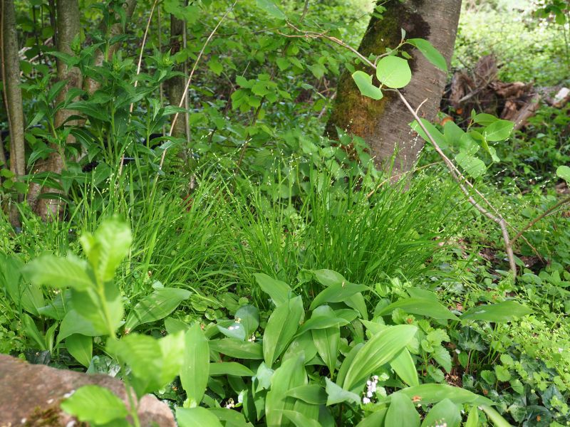Melica uniflora fo. albiflora