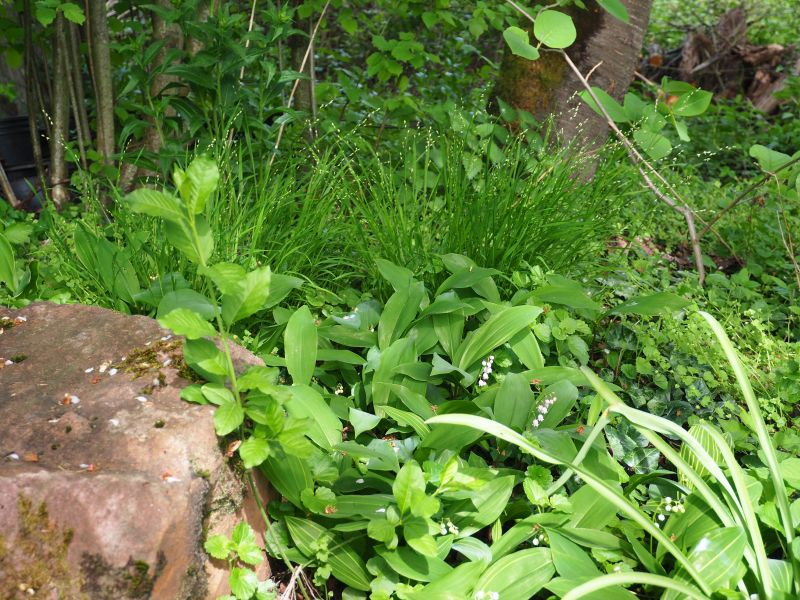 Melica uniflora fo. albiflora Convallaria 'Rosea'