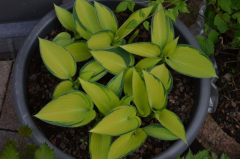 Hosta 'June'