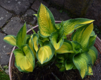 Hosta 'Orange Marmelade'