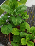 Hortensie Chlorose 1