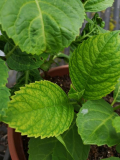 Hortensie Chlorose 2